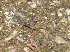 Phrurolithus