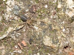 Phrurolithus