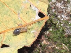 Phrurolithus