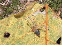 Phrurolithus