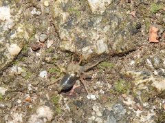 Phrurolithus
