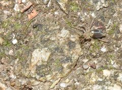 Phrurolithus