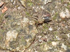 Phrurolithus