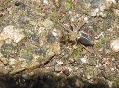 Phrurolithus