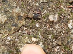 Phrurolithus