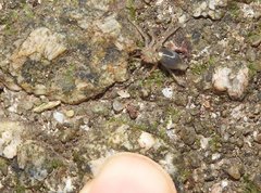 Phrurolithus