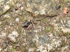 Phrurolithus