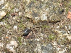 Phrurolithus