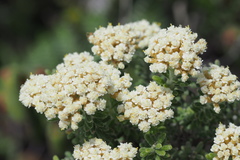 Ozothamnus reflexus