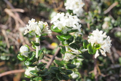 Pimelea nivea