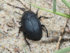 Erodius orientalis
