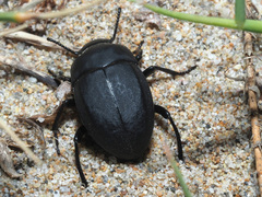 Erodius orientalis