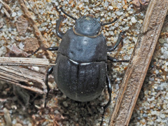 Erodius orientalis