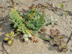 Daucus pumilus
