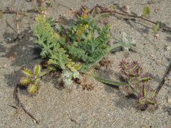 Daucus pumilus
