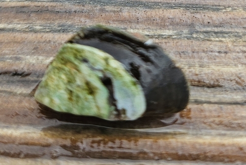 Dreissena polymorpha