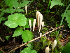 Clavariadelphus sachalinensis