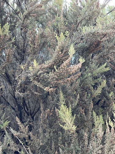 Avistamiento Erica arborea