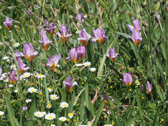 Tulipa saxatilis