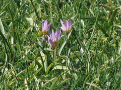 Tulipa saxatilis