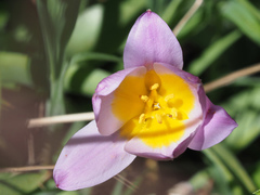 Tulipa saxatilis