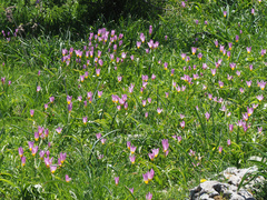 Tulipa saxatilis