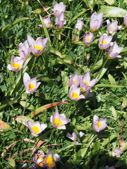 Tulipa saxatilis