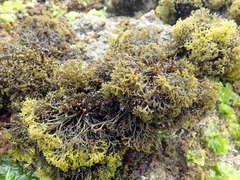 Psilophycus alveatus
