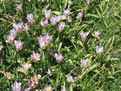 Tulipa saxatilis