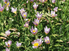 Tulipa saxatilis