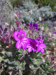 Pelargonium cucullatum cucullatum