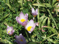 Tulipa saxatilis