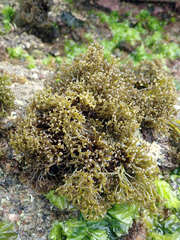 Psilophycus alveatus