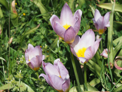 Tulipa saxatilis