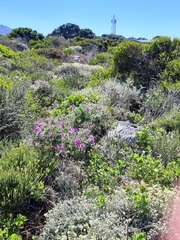 Pelargonium cucullatum cucullatum