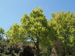 Acer sempervirens