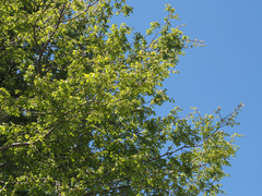 Zelkova abelicea