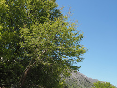Zelkova abelicea