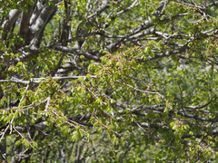 Zelkova abelicea