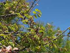 Zelkova abelicea