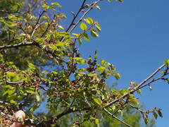 Zelkova abelicea