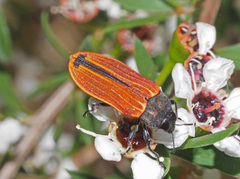 Castiarina erythroptera