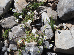 Cerastium scaposum