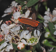 Castiarina erythroptera