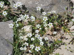 Cerastium scaposum