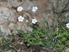 Cerastium scaposum