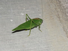 Microcentrum syntechnoides