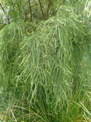 Sophora longicarinata