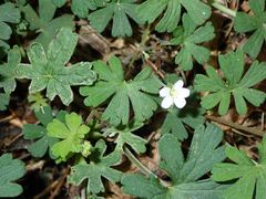 Geranium microphyllum