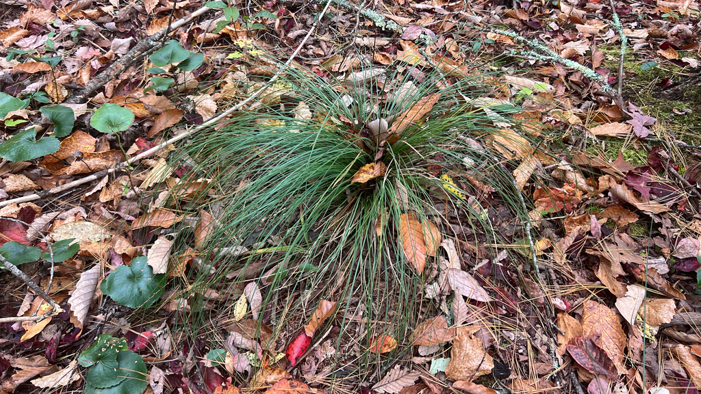 Xerophyllum asphodeloides; photograph author not stated, no rights reserved